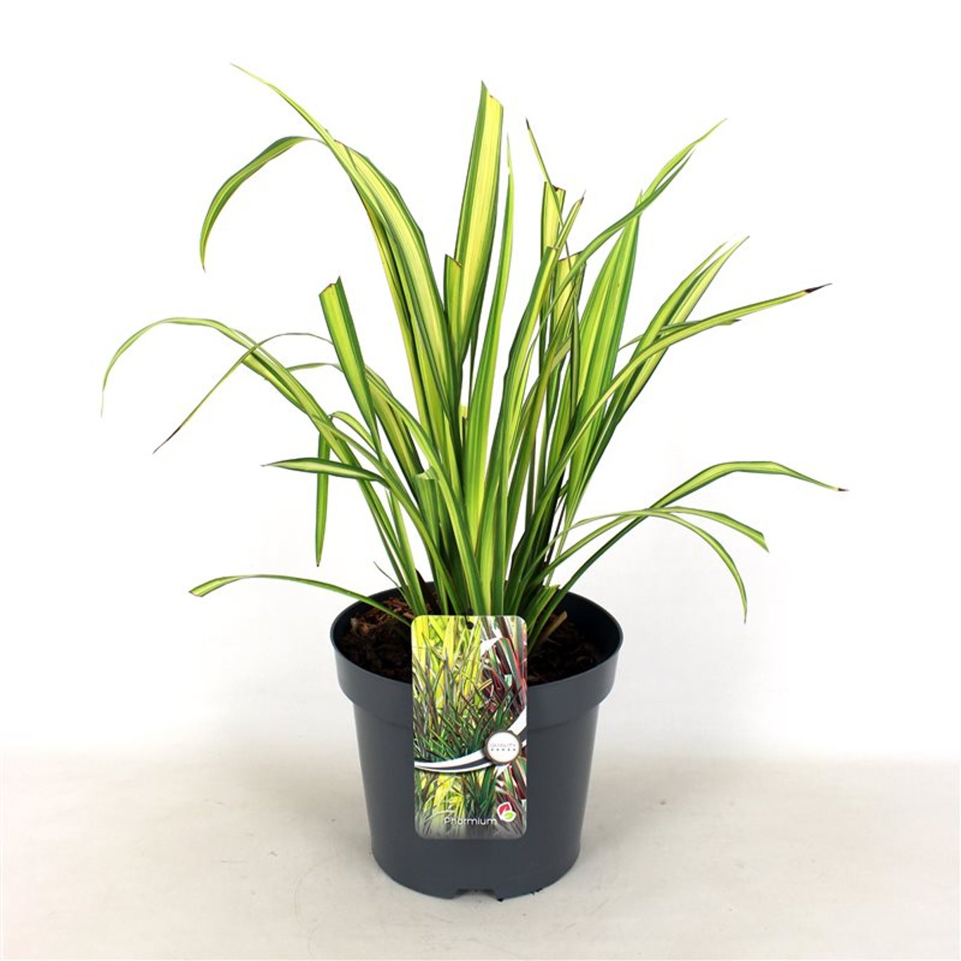 Phormium 'Gold Sword' - C7.5 40-60 CM